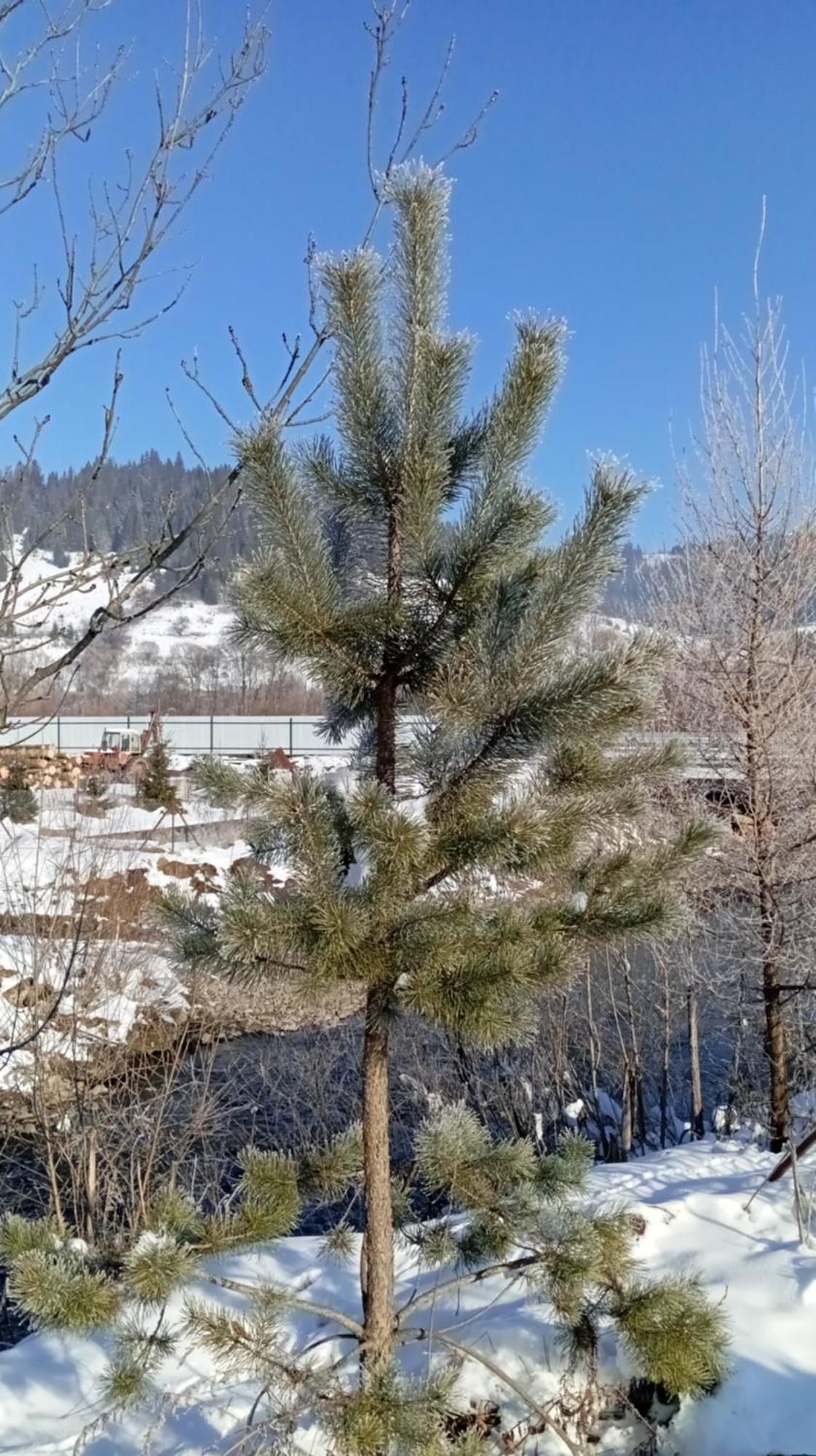 Затишний Будиночок Bukovets Luaran gambar